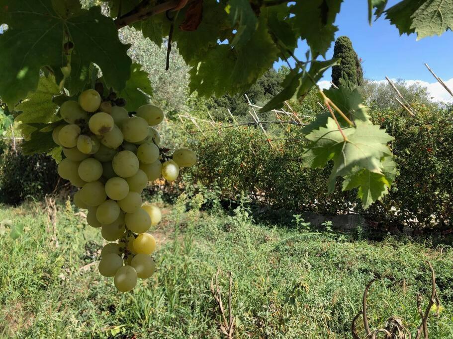 La Vigna Agriturismo Villa Siena Esterno foto