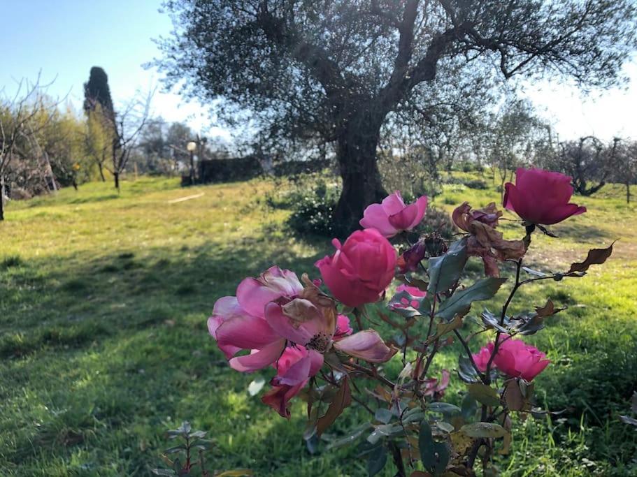 La Vigna Agriturismo Villa Siena Esterno foto
