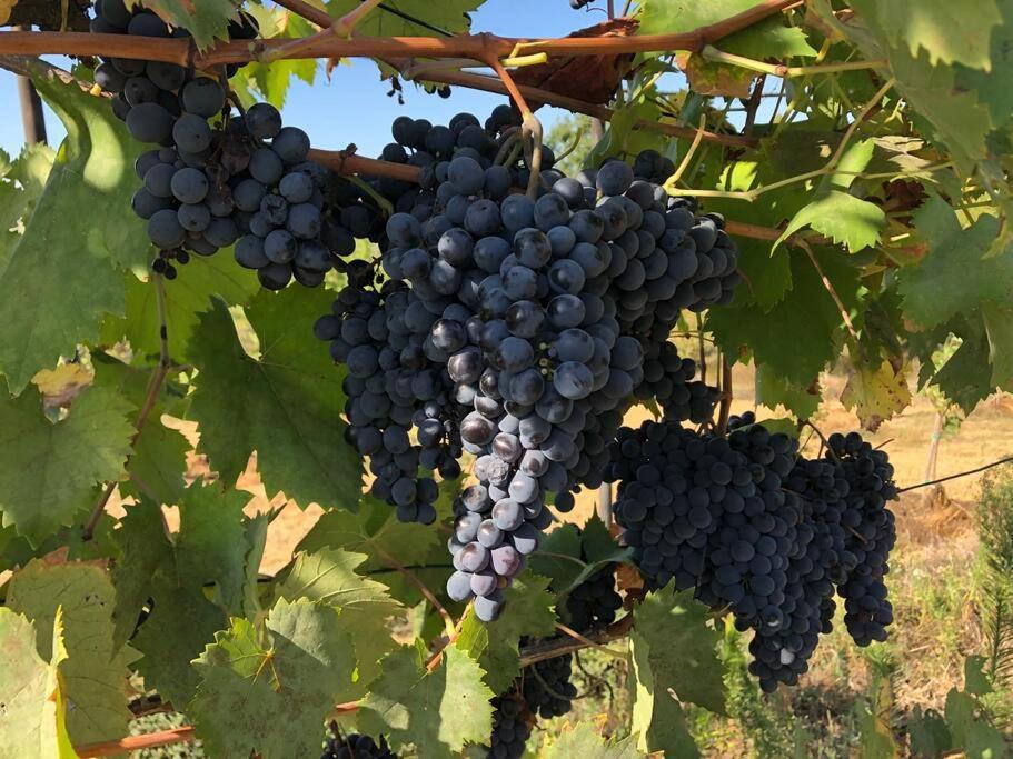 La Vigna Agriturismo Villa Siena Esterno foto