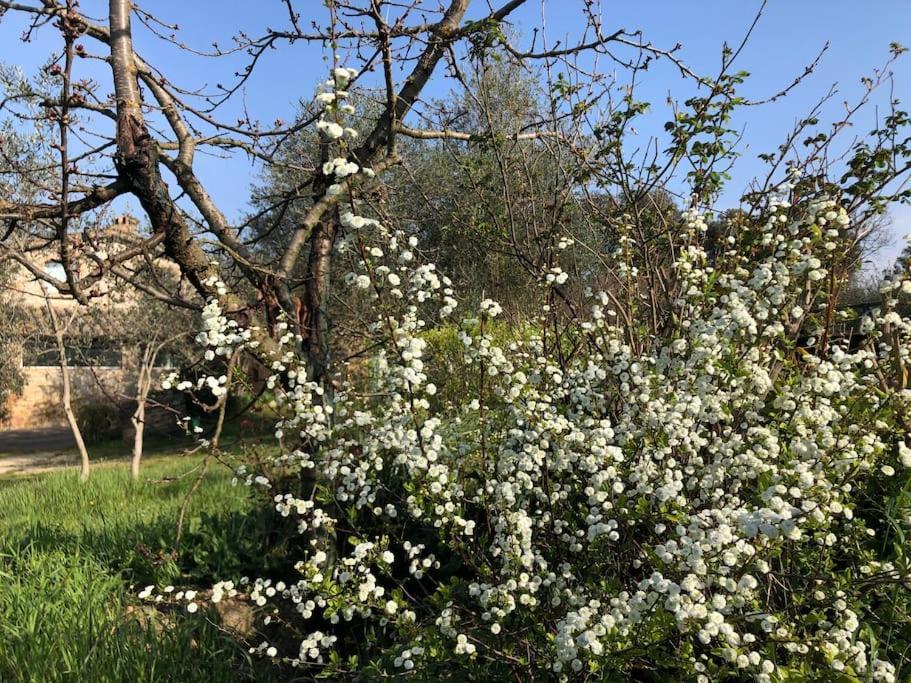 La Vigna Agriturismo Villa Siena Esterno foto