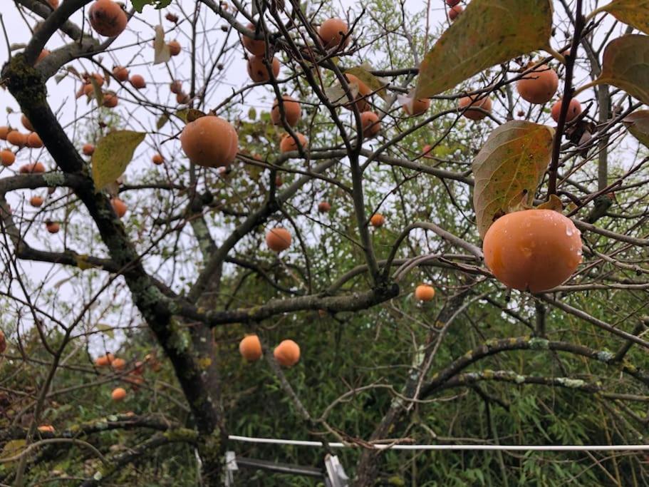 La Vigna Agriturismo Villa Siena Esterno foto