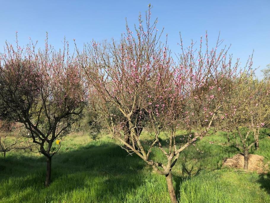 La Vigna Agriturismo Villa Siena Esterno foto